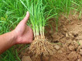 Fresh Garlic Chives Bare Roots Allium tuberosum - Edible Perennial Herb for Gardening, Culinary Use