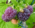 Dormant Organic Glencoe Purple Raspberry Starter Plant | Thornless | Rubus idaeus | Zones 4-9 | Live Rooted Plant