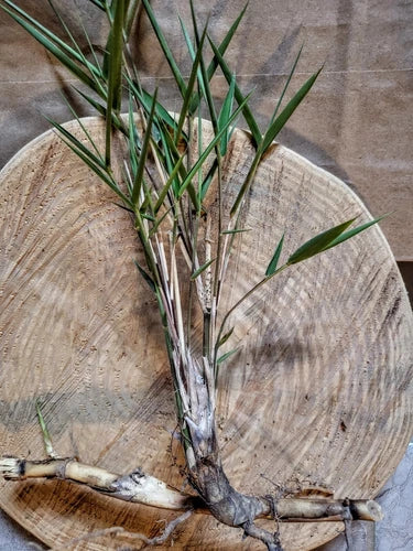 Giant River Cane Live Plant Start - 2 Bamboo Rhizomes Arundinaria gigantea - Hardy NC Grown Rooted Babies - Free Shipping