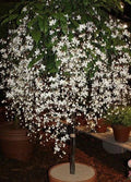Bridal Veil Plant Starter - Clerodendrum Wallichii with White Blooms, Butterfly & Hummingbird Attractant, Well-Rooted in Pot