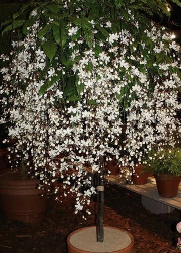 Bridal Veil Plant Starter - Clerodendrum Wallichii with White Blooms, Butterfly & Hummingbird Attractant, Well-Rooted in Pot