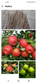 Apple Tree Cuttings 6+1 Free Organic Scions Mixed Varieties (Pink Lady, Fuji, Golden) for Grafting – Malus domestica