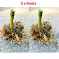 Live Seabreeze Bamboo Roots - Phyllostachys aurea - Privacy Screen, Landscaping, Screening Plants, 2 Pack