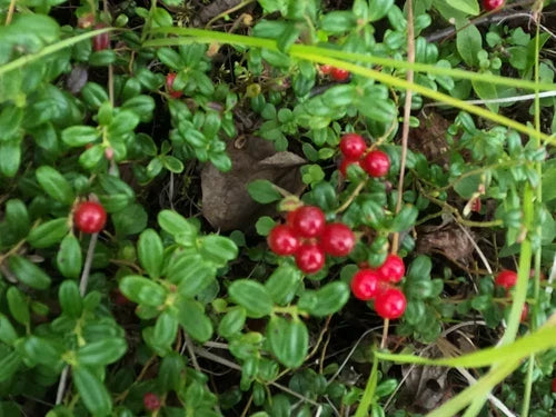 Lingonberry Rhizomes - 4 Bare Root Vaccinium vitis-idaea Hardy Edible Fruit for Acidic Soil Zone 3-9