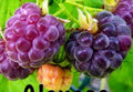Glencoe Thornless Raspberry Plants 2 Pack – Rubus idaeus, Easy Harvest, Fruit Garden Plants, Thornless, Healthy Live Plants
