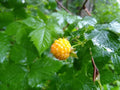 Salmonberry Root Cuttings - Organic Rhizomes for Fast Growth - Rubus spectabilis - Live Plants for USDA Zones 4-9