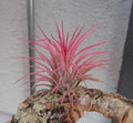 Tillandsia Ionantha Guatemala Air Plants - Small 2" Hardy Variety for Indoor Decor & Gardening