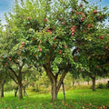Honeycrisp Apple Trees - 1-2ft Tall Live Trees, Malus domestica, Sweet Tart Flavor, Bare Root, Perfect for Midwest Gardens