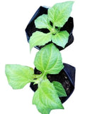 Yacon Root Plants - 2 Pack, Peruvian Ground Apple, Smallanthus Sonchifolius, Easy Care Perennial, Edible Garden