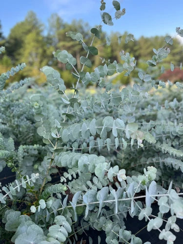 Eucalyptus Cinerea Silver Dollar Tree Plug – Live Starter Plant for Garden & Landscaping – Aromatic Foliage