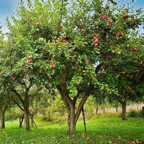 Honey Crisp Apple Tree Bare-Root Plant 1-2ft, Malus domestica, Sweet Tart Flavor, Perfect for Midwest Gardens