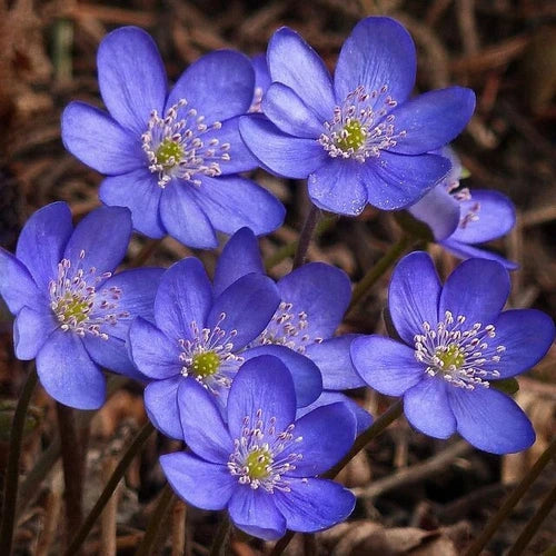 Hepatica Bare-Root Plant | Anemone hepatica | Woodland Perennial for Spring Blooms | Shade Garden Flower Set of 5