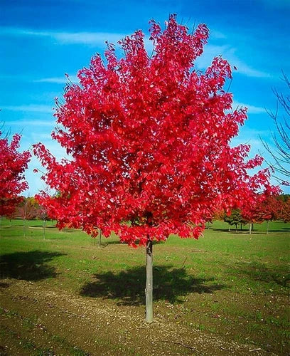 Red Maple Tree Live Plant 1-4 Years 5" Tall Acer rubrum - Brilliant Fall Colors, Shade Tree, Wildlife Friendly