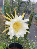 Dragon Fruit Cuttings - Orejona Variety, Unrooted Stem for Propagation, Climbing Cactus, Pitaya, Tropical Fruit Plant