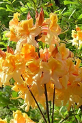 Aromi Azalea ‘Dancing Rabbit’ Deciduous Rhododendron Small Starter Plant for Spring Blooms