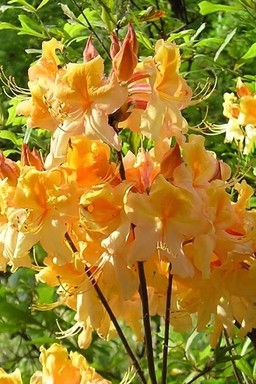 Aromi Azalea ‘Dancing Rabbit’ Deciduous Rhododendron Small Starter Plant for Spring Blooms