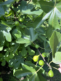 Sicilian White Fig Tree Cuttings – Organic Ficus carica Unrooted Stems for Propagation & Home Orchards
