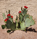 Opuntia ‘Fruit Punch’ Prickly Pear Cactus Pad Cutting – Hybrid Opuntia Succulent for Rooting & Growing