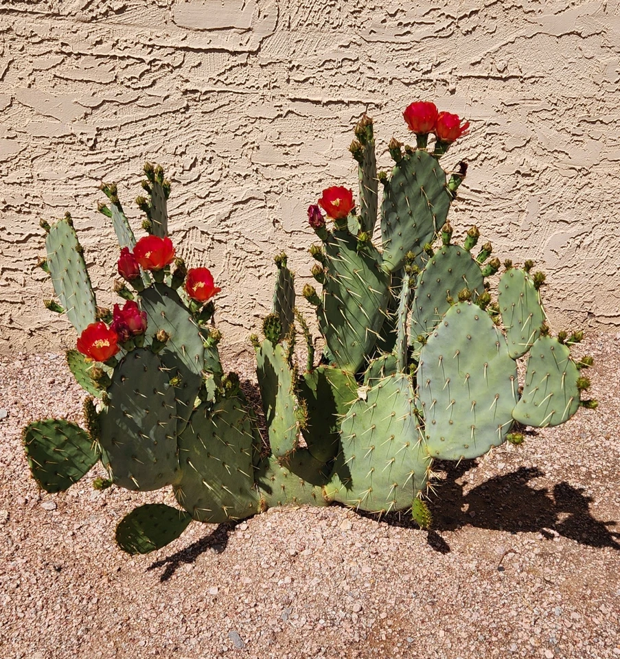 Opuntia ‘Fruit Punch’ Prickly Pear Cactus Pad Cutting – Hybrid Opuntia Succulent for Rooting & Growing