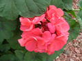 4 Zonal Geranium Cuttings – Pelargonium spp. Unrooted Live Starts for Garden Containers & Borders