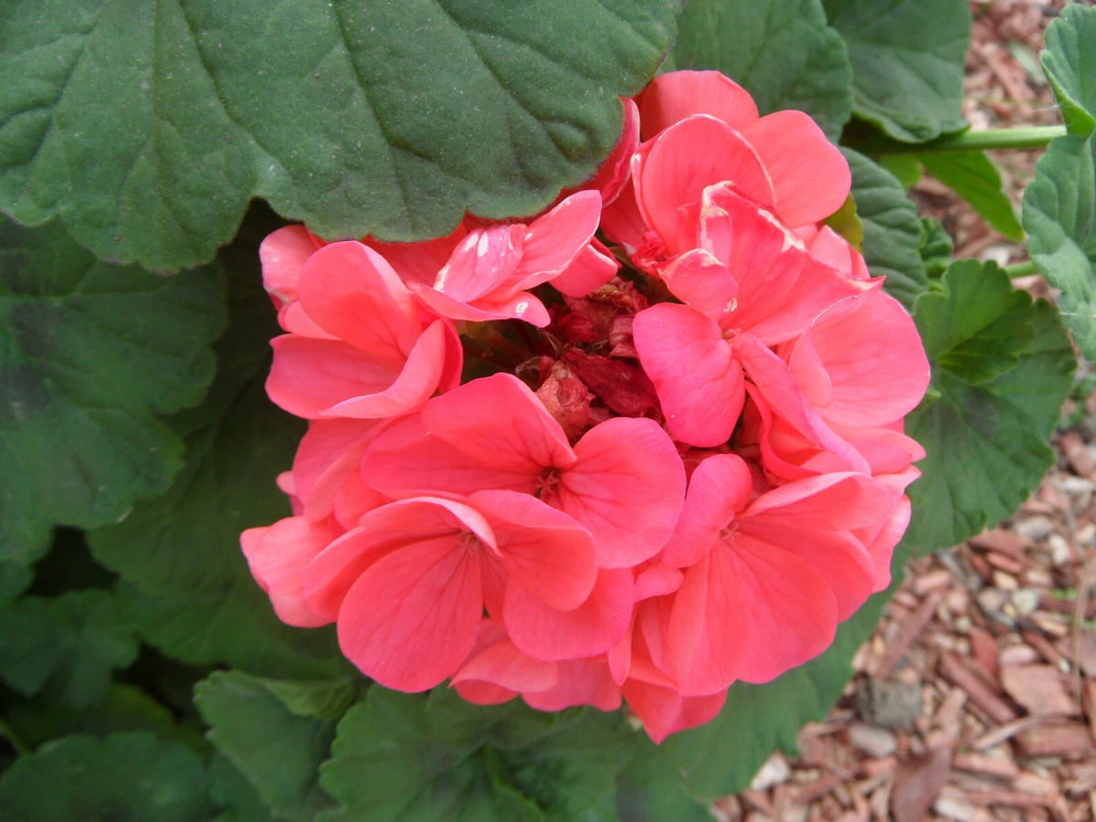 4 Zonal Geranium Cuttings – Pelargonium spp. Unrooted Live Starts for Garden Containers & Borders