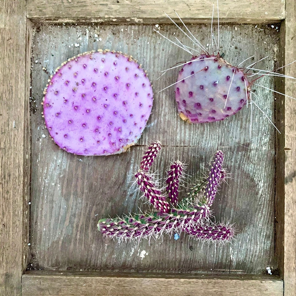 The Pinkle Box – 3 Pink & Purple Cactus Cuttings, Grower’s Choice Colorful Cactus Mix, Live Unrooted Cuts for DIY Potting & Collectors