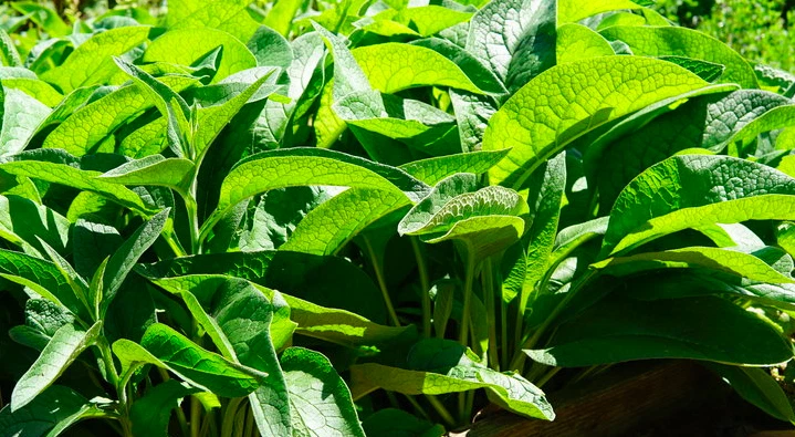 Comfrey Bocking 4 Root – 1 Established Cutting, Symphytum Hybrid Starter for Garden, Fast-Growing Perennial Plant