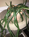 Snake Cactus Cuttings – 10 Trailing Aporocactus Flagelliformis Segments for Hanging Baskets, Succulent Propagation