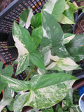 Variegated Syngonium Albo Cutting – White & Green Arrowhead Vine, Indoor Houseplant, Rooted or Unrooted, Syngonium podophyllum