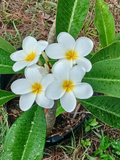 Plumeria Cutting – Live Frangipani Stem for Tropical Garden, Patio, or Container Growing – Plumeria rubra