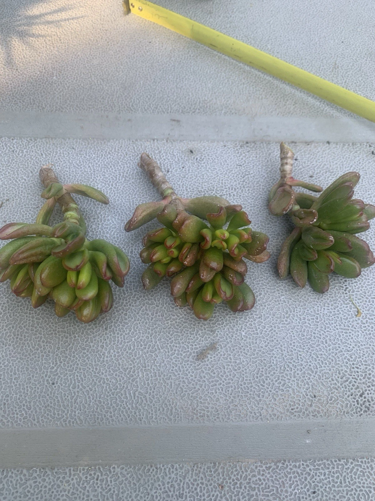 Crassula Ovata Gollum – 3 Live Succulent Cuttings, Hobbit Jade, Ogre Ear, Easy Propagation for Pots & Bonsai