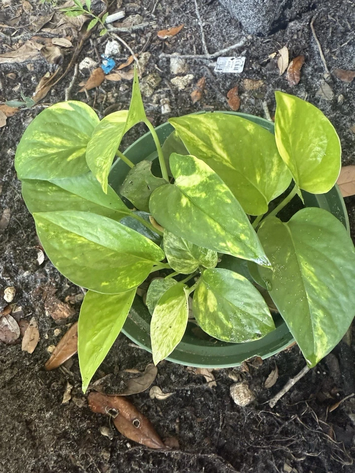 Golden Pothos – 4 Rooted Cuttings – Epipremnum aureum Starter Vines for Indoor Growing and Potting