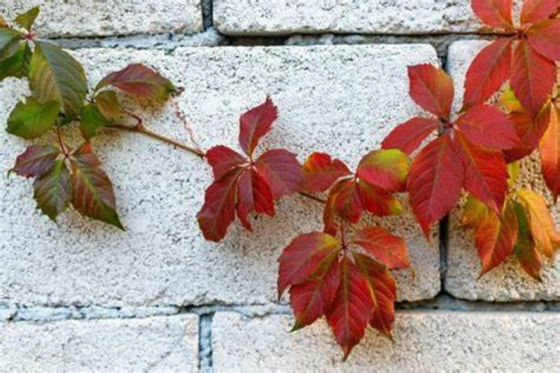 Virginia Creeper Cuttings – 10 Unrooted Parthenocissus quinquefolia Vines, 6–8" Long, Fast Climbing Native Vine for Trellises & Fences