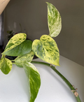Marble Queen Pothos Cuttings, Unrooted, 3 Leaves, Epipremnum aureum, Trailing Houseplant, Variegated Green and White Foliage