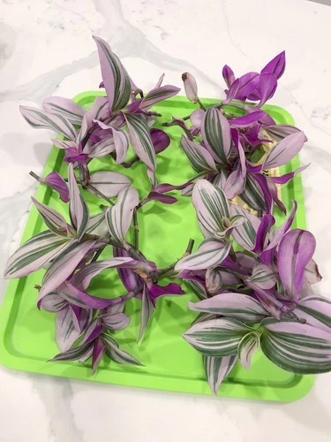 6 Tradescantia Nanouk Live Cuttings 4 to 6 Inch Pink Wandering Jew Plant Cuttings for Indoor Growing
