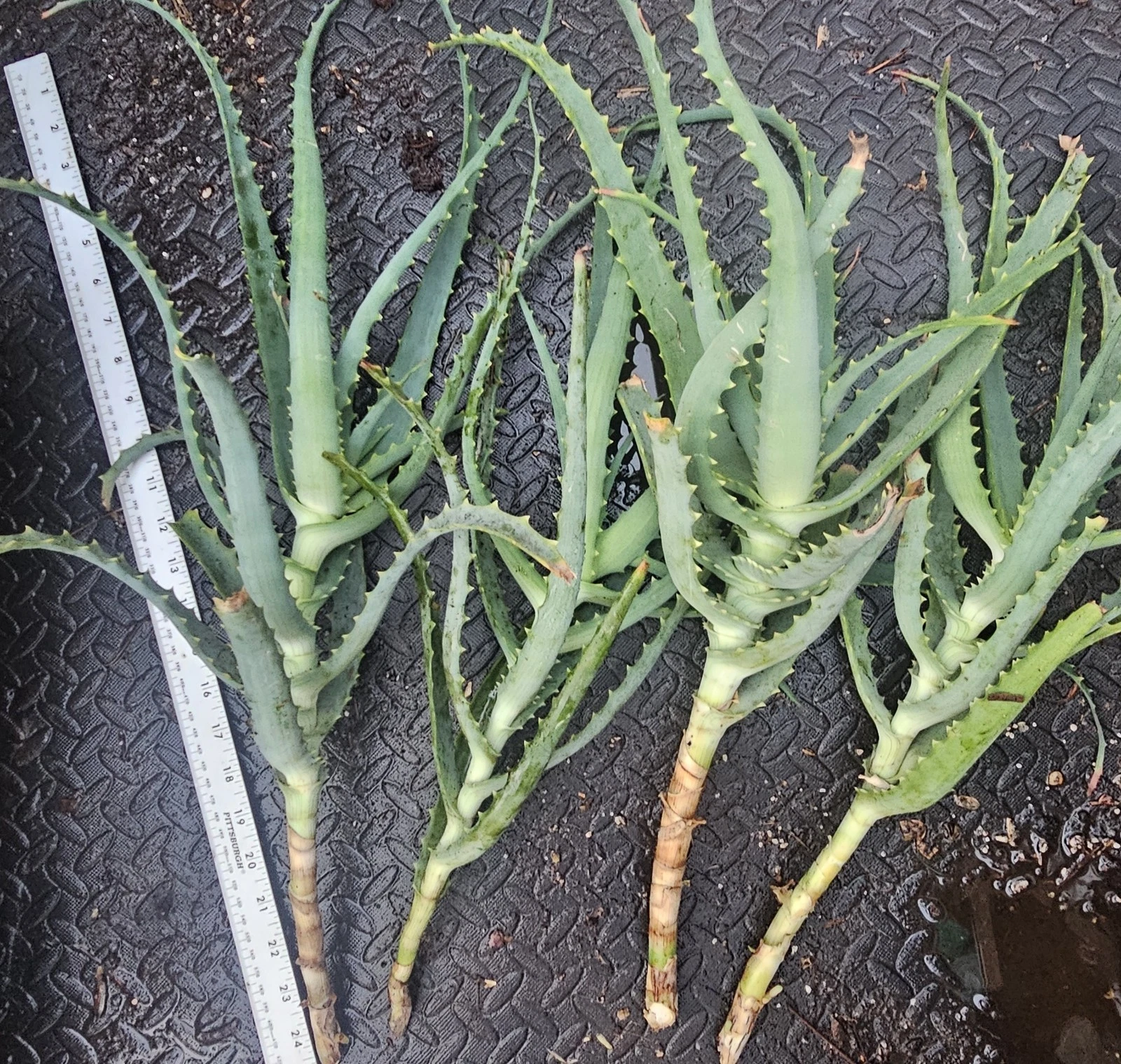 Aloe arborescens Cuttings – 4 Fresh Live Succulent Starts, Easy-Rooting Tree Aloe for Containers & Outdoor Gardens