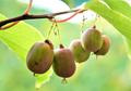 Hardy Arctic Kiwi Cuttings – 6 Anna Female Seedless Actinidia arguta Climbing Vine for Propagation