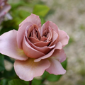 Café Latte Rose Cuttings – 3 Unrooted Dusty-Mauve Rose Scions for Grafting and Propagation, Rosa hybrid