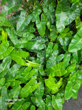 Philodendron Burle Marx Cuttings – Tropical Green Aroid Stem Propagation for Indoor Plants