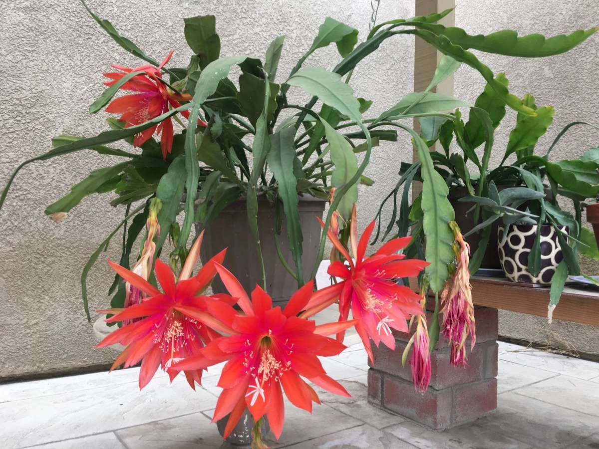 Epiphyllum Orange Swirl Cuttings – 4 Hybrid Orchid Cactus Stem Pieces for Rooting & Blooming