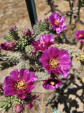 Cylindropuntia imbricata Tree Cholla – 12 Fresh 4–6” Cuttings, Hardy Cactus Stems for Propagation & Desert Garden Growing