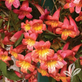 Crossvine Tangerine Beauty Rooted Starter Plant – Bignonia capreolata, Orange Flowering Vine for Garden Trellis