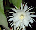 Epiphyllum Oxypetalum Orchid Cactus Cuttings – 4 Unrooted Pieces – 6 Inch Queen of the Night
