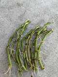 White Sweet Potato Slips – 10 Rooted Vine Cuttings for Garden Beds & Containers – Ipomoea Batatas Starts