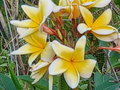 Live Plumeria Cuttings for Planting – Unrooted Frangipani Stems, Tropical Flower Color, Stem Propagation, Plumeria spp.
