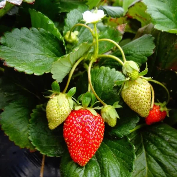 Fort Laramie Everbearing Strawberry Bare Roots – 50 Live Plants for Planting, Cold Hardy Garden Strawberries