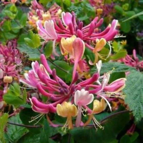 Candy Swirl Honeysuckle Rooted Starter Plant – Lonicera Climbing Vine for Trellis, Fence, or Garden Growing