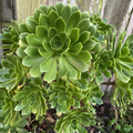 Green Aeonium Succulent Cuttings – 20 Live Rooting Propagation Plants, Vibrant Green Aeonium Species