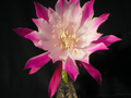 Epiphyllum Bumpkin Orchid Cactus Cuttings – Unrooted Stem Segments for Propagation, Indoor Hanging Basket Plant
