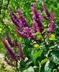 Purple Firespike Cuttings – 10 Unrooted Odontonema cuspidatum Pollinator Garden Plants